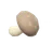 Shiitake