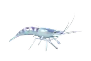 Camarón azul