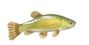 Tenca