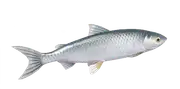 Coregono blanco