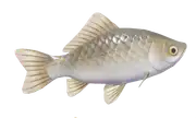 Carpa cruciana