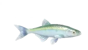 Alburno común