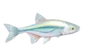 Alburno binaculado