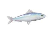 Sardina