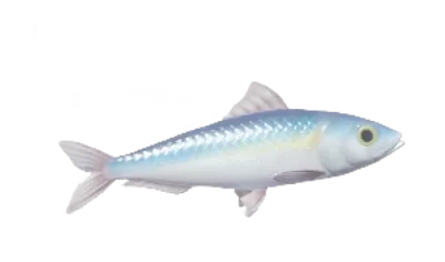 Sardina