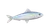 Sardina
