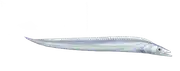 Pez sable