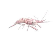 Camarón marino