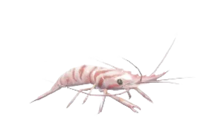 Camarón marino