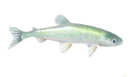 Eperlano