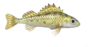 Perca ruffe