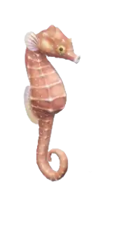 Caballito de mar