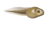 Renacuajo
