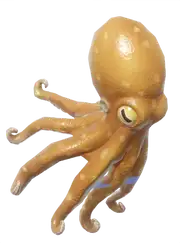Pulpo común