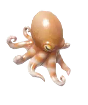 Pulpo pigmeo del atlántico
