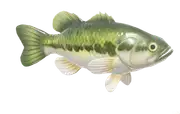 Lobina de Florida