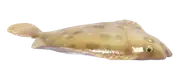 Rodaballo