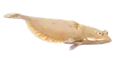 Platija europea