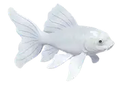 Carpa mariposa