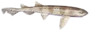 Tiburón gato