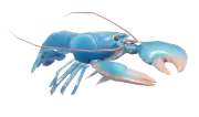 Langosta europea
