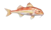 Salmonete listado