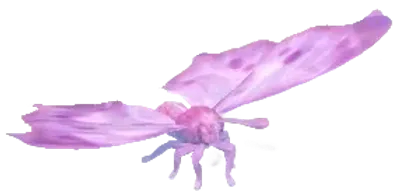 Mariposa madreperla de cristal nevado