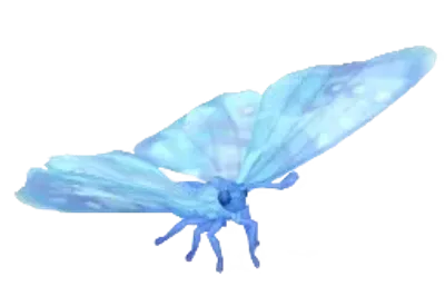 Mariposa morpho sulkowskyi de cristal nevado