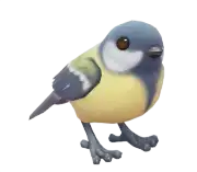 Carbonero Común