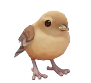 Chochín Común