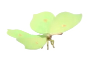 Mariposa limonera