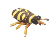 Escarabajo avispa longicornio