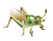 Langosta patas de martillo