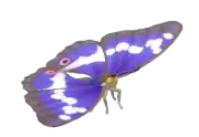 Mariposa tornasolada