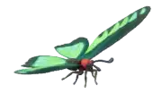 Mariposa brookiana