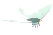 Polilla actias neidhoeferi
