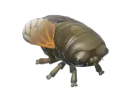 Cigarra