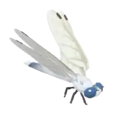 Libélula cola blanca