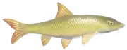 Barbo