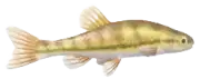 Pez Minnow