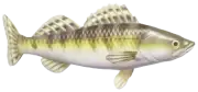 Lucioperca