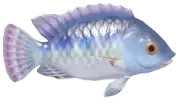 Tilapia