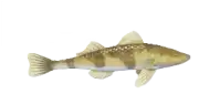 Perca dorada manchada