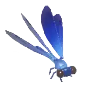 Caballito del diablo azul