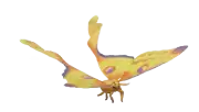 Polilla Cometa