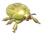 Escarabajo joya dorado