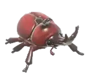 Escarabajo Rinoceronte