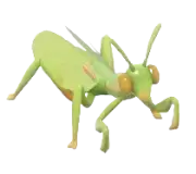 Mantis iris