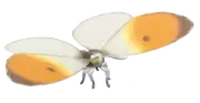 Mariposa aurora