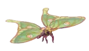Mariposa isabelina